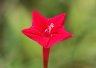 Cypress Vine - Photo by Doug Kimball
